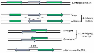 Regulatory Roles of Long Non-Coding RNAs in the Central Nervous System and Associated Neurodegenerative Diseases